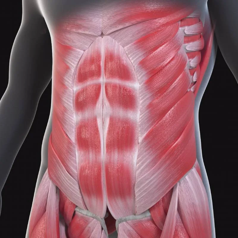 Anatomical model representing the abdominal core