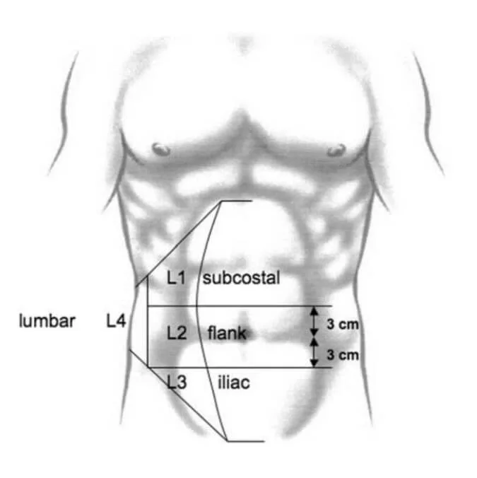 Abdominal muscles