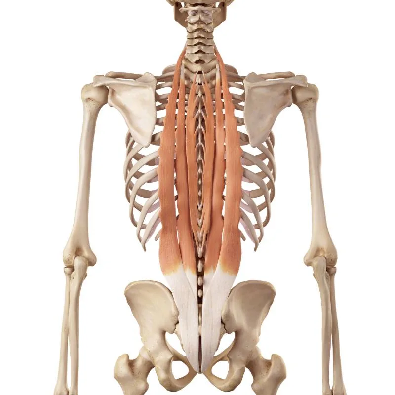 Anatomical model of the paravertebral muscles