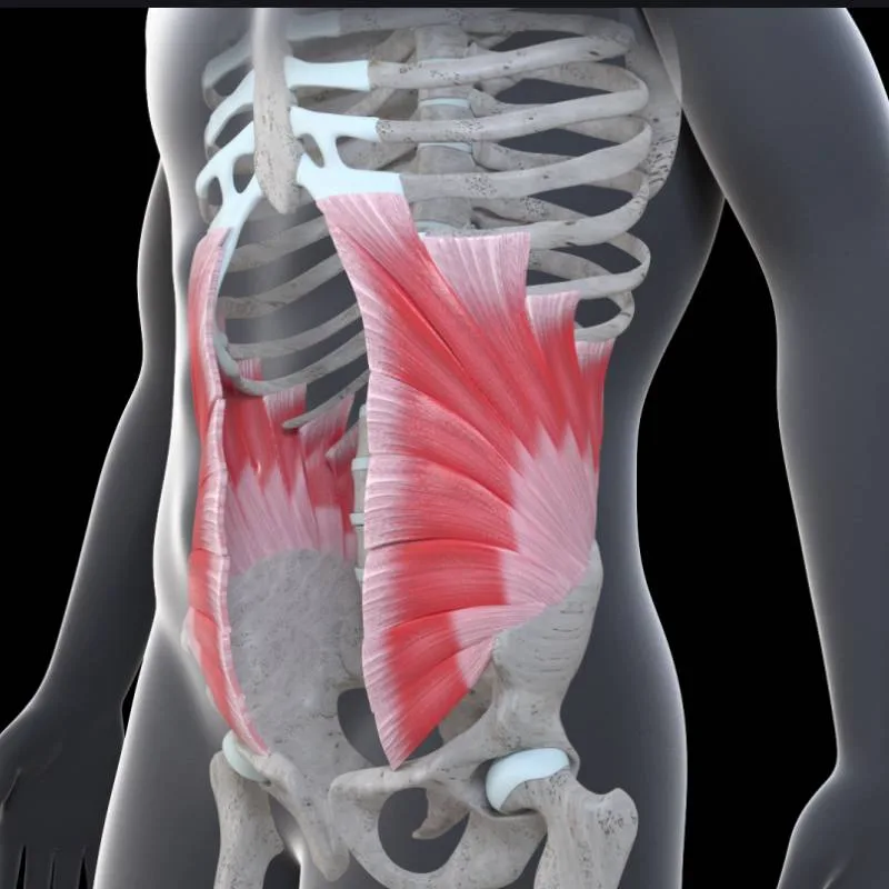 Anatomical model of the internal oblique muscle
