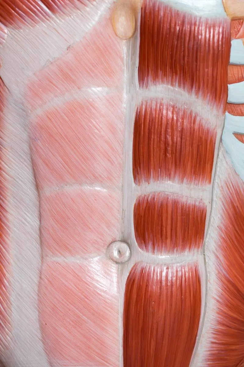 Anatomical model of the rectus abdominis muscle