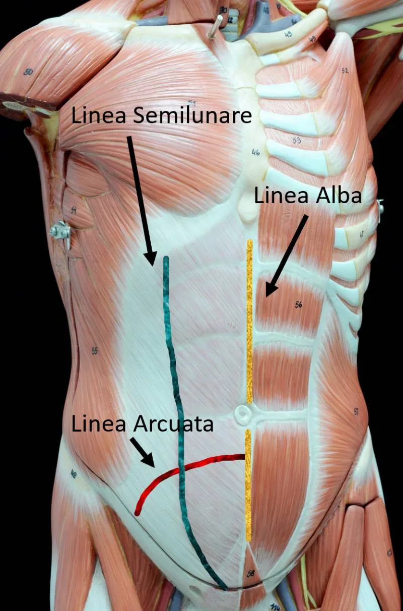 Anatomical landmarks of the abdominal wall